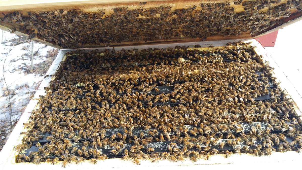 Winter hive check with bees covering frames
